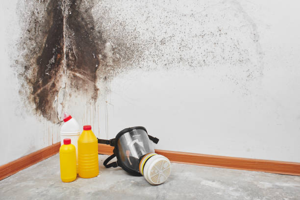 Best Certified Mold Removal  in Oxford, GA