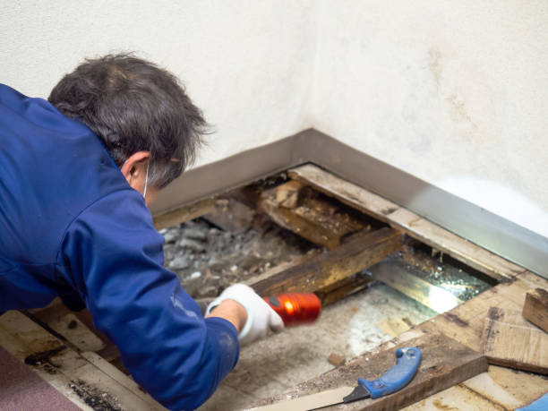Best Commercial Mold Removal  in Oxford, GA