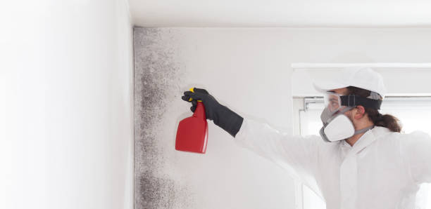 Professional Mold Removal in Oxford, GA