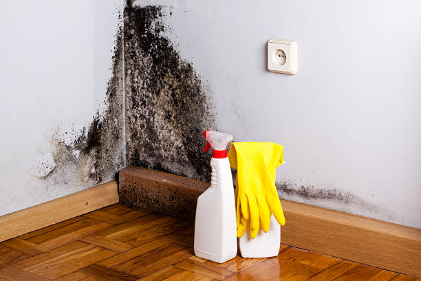 Best Fast Mold Removal  in Oxford, GA